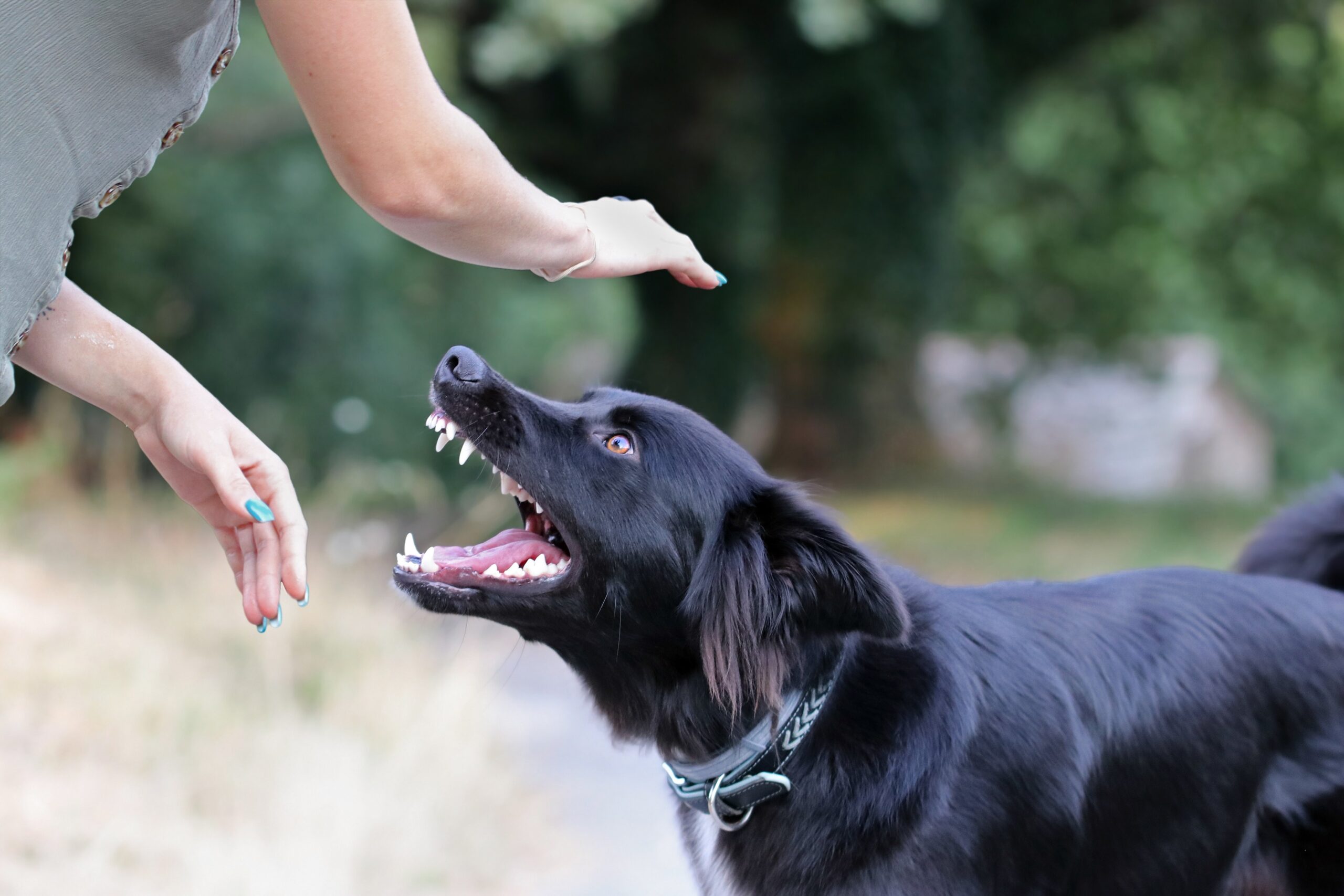 Portland Dog Bite Injury Lawyer